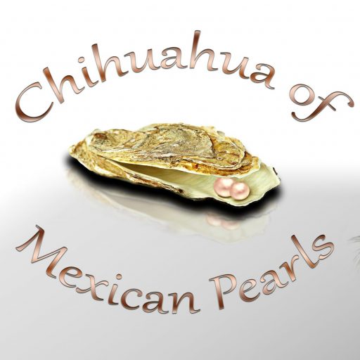 Du betrachtest gerade Neue Homepage – Neuer Look