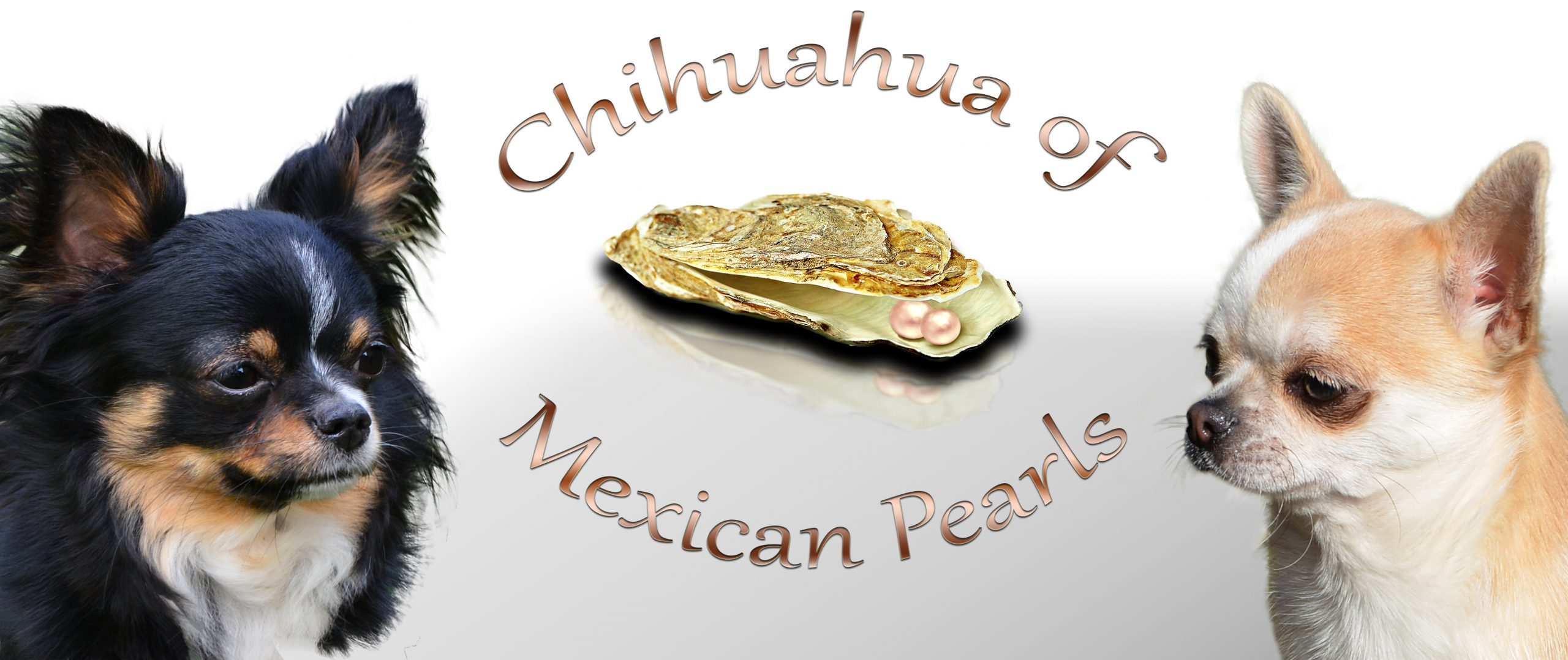 MexicanPearls-Chihuahua